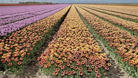 Nederlandse tulpenexport blijft achter door tegenvallende oogst