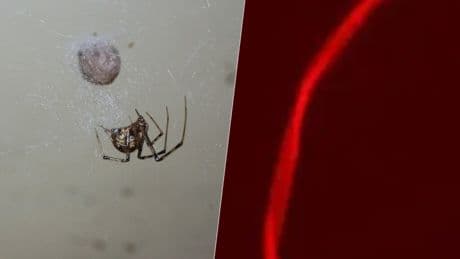 Hemos editado genéticamente una araña para que produzca una tela roja fluorescente. Y las implicaciones son prometedoras