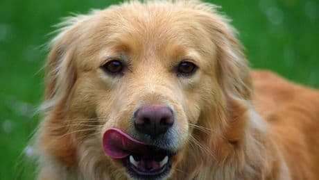 Esta es la razón por la que los perros se relamen tanto y no es por hambre