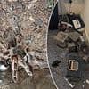 Landlord's nightmare after he discovers former tenant left behind her collection of 22 tarantulas - which had escaped