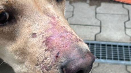 Fund in Düsseldorf-Unterbach: Hund im Wald angebunden und Maul mit Panzertape zugeklebt – „Wir sind entsetzt“