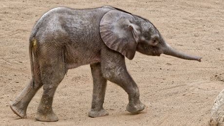 Tierische Sensation in Hessen - Nach 57 Jahren! Elefanten-Baby im Opel-Zoo geboren