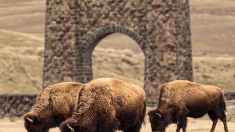 In Yellowstone, Migratory Bison Reawaken a Landscape