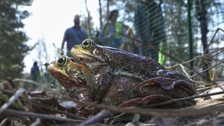 Russian bucket brigade helping toads and frogs cross the road to get to a spawning site
