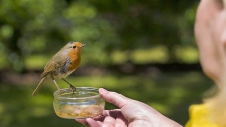 Vögel füttern im Sommer – sinnvoll oder schädlich?
