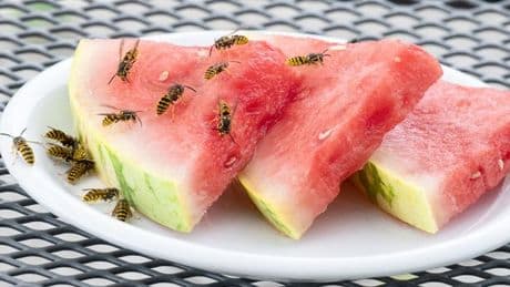 ‘Life saver’ £13 hack keeps wasps away from your outdoor dining area and BBQs