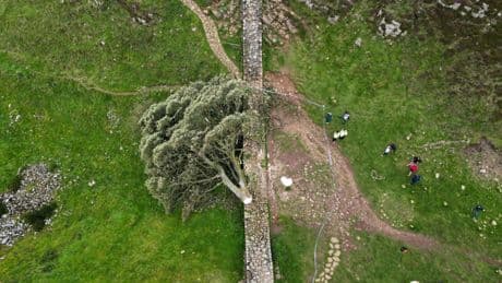 Condenados dos hombres por talar el famoso árbol 'Sycamore Gap' en el norte de Inglaterra
