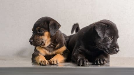 Eifersüchtige Tiere? Eine Studie bringt neue Erkenntnisse