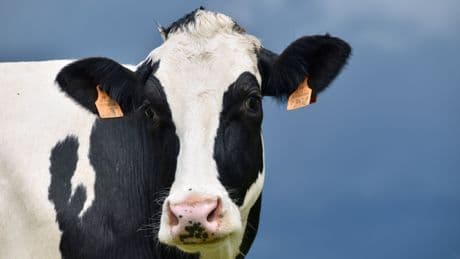 Los ganaderos estallan con la última exigencia del Gobierno: DNI electrónico para vacas