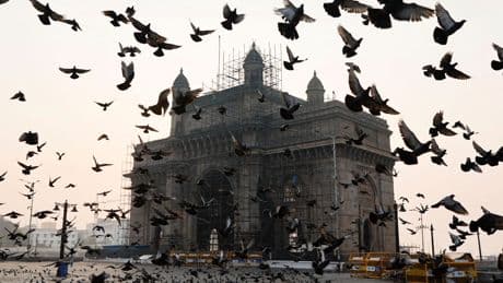 Mumbai’s Pigeon-Feeding Rules Aren’t Going Over Well