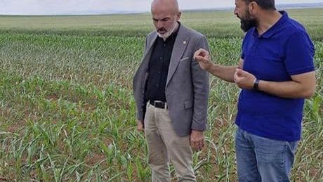 Tarlasını ekmek için 500 bin lira harcadı! Geri geldi, gözlerine inanamadı: Milli bir servet