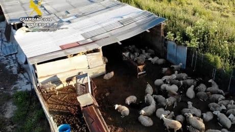 Desmantelada una red de mataderos clandestinos que vendía carne sin control sanitario