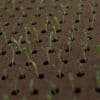 Less farmland is going for organic crops as costs and other issues take root