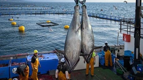 El atún con nombre propio que ha conquistado 40 países desde Tarragona