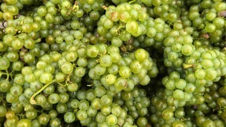 The Taste Of Climate In Every Sip: Champagne Problems