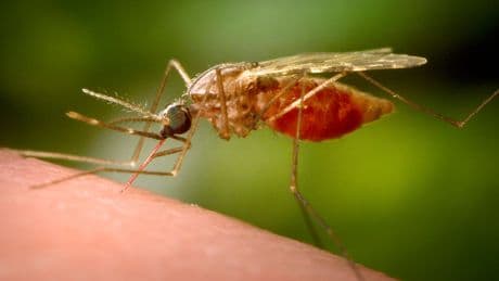 Southern China hit by outbreak of mosquito-borne infection chikungunya