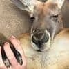 Bizarre video of kangaroo inside a Chinese zoo rings alarm bells