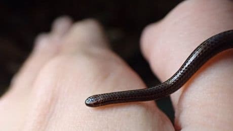 Wiederentdeckt! - Kleinste Schlange der Welt so groß wie ein Wurm
