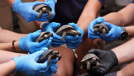 Tortoise hatchlings born of century-old parents come out of their shells at Philadelphia Zoo