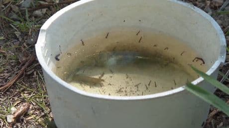 Calgary researchers using ‘citizen science’ for a study on invasive mosquitoes