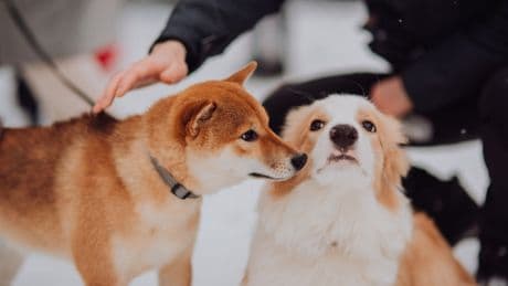 Así se despedían los romanos de sus mascotas : &quot;Tú eras un buen perro&quot;