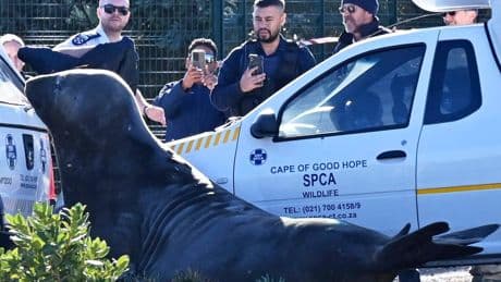 'How did you get here?' A large elephant seal is found lumbering along a South African street