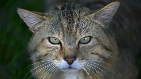 Weltkatzentag: Wildkatzen stehen am Weltkatzentag im Fokus