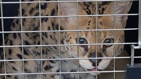 B.C. to consider ban on breeding and acquisition of all exotic cats