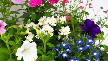 'Beautiful and incredibly fast-growing' set of 9 flowering plants is best-seller on Amazon