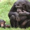 Mama macht’s vor: Wie Schimpansenmütter ihren Kindern das Sprechen beibringen