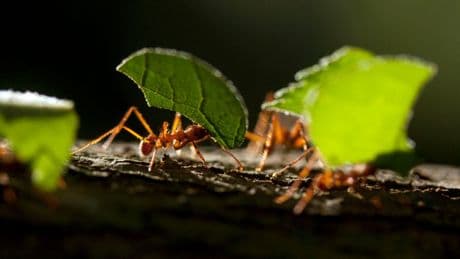 Las hormigas 'cortahojas': así funciona el boicot de carreteras en el mundo animal