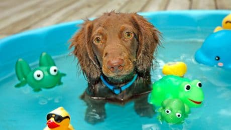Abkühlung für Fellnasen: So bleiben Hunde an heißen Tagen cool