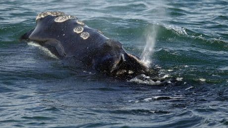 Search continues in the St. Lawrence River for entangled North Atlantic right whale