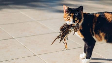 Praat mee: Is het tijd om katten altijd binnen te houden?