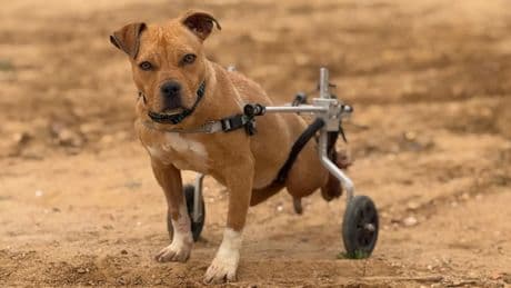 La demora en el rescate de Liti ha dejado huella en su salud, pero sigue buscando un hogar
