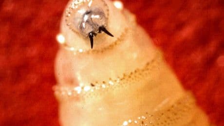 Human Case of Flesh-Eating Screwworm Reported in Maryland
