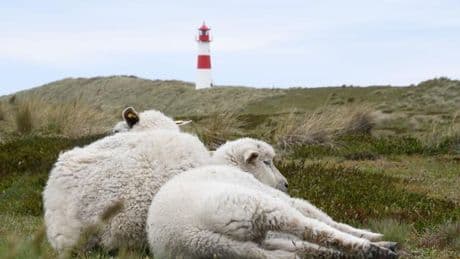 Tote Lämmer: Naturschutzorganisation kritisiert Goldschakal-Jagd auf Sylt