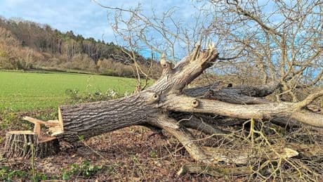 Wegen fehlerhafter Berichte reicht Bürgermeister von Weil der Stadt gegen SWR Klage ein
