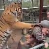 Terrifying moment tiger attacks vet through wire fence at zoo