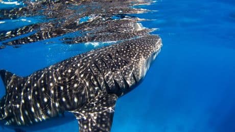 First Recorded Spinal Deformation In A Whale Shark