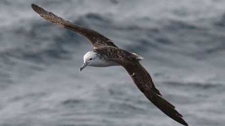 Deze zeevogel poept liever in de lucht dan in de oceaan