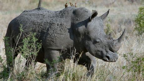 Des cornes radioactives pour sauver les rhinocéros: une riposte inédite contre le braconnage