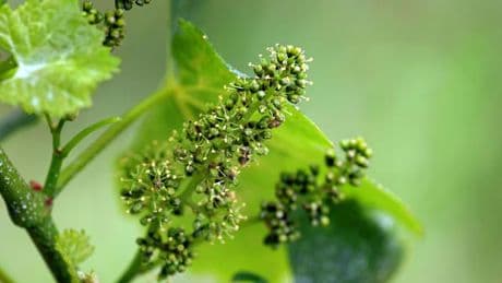 Weinanbau: Rebblüte in Franken - Meilenstein auf dem Weg zur Lese