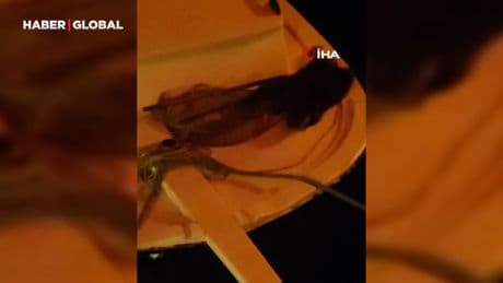 Sinop'ta şaşırtan anlar, bir anda tekne üzerinde görenler neye uğradığını şaşırdı