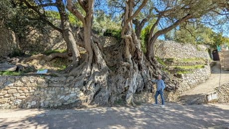 Así es el árbol más viejo y desconocido de Francia, un ser milenario con impresionantes vistas hacia Mónaco