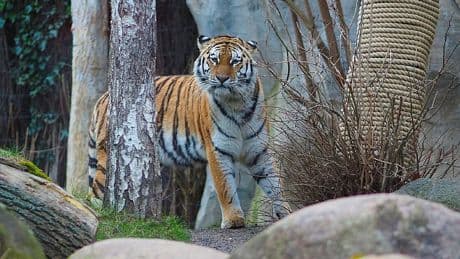 Jungtiere eingeschläfert - Anzeige gegen Zoo wegen toter Tigerbabys