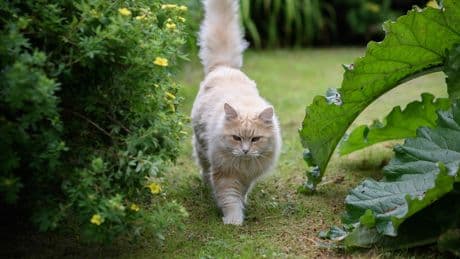 Können mich Katze und Hund mit dem Borna-Virus anstecken? Das sollten Sie wissen