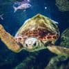 « C’était incroyable » : une famille assiste à la ponte d’une tortue caouanne sur une plage en Corse