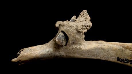 Descubierta una flecha clavada en una costilla humana de hace más de 4.000 años en los Pirineos: “Entró por la espalda”