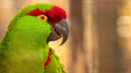 Meet America's Only 3 Native Parrots — One Is Extinct, One Relocated To Mexico, And One Thrives In This Southern State